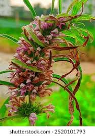 Attēlu rezultāti vaicājumam “Leonurus quinquelobatus”