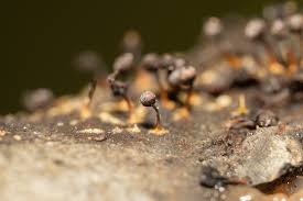 Attēlu rezultāti vaicājumam “Colloderma sp.”