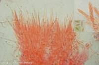 Attēlu rezultāti vaicājumam “Hyaloscypha hyalina”