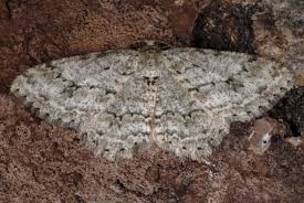 Attēlu rezultāti vaicājumam “Ectropis crepuscularia”