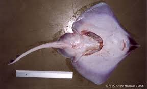 Image result for Leucoraja