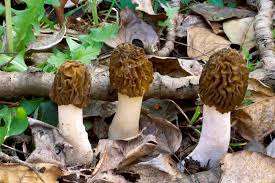 Attēlu rezultāti vaicājumam “Verpa bohemica”