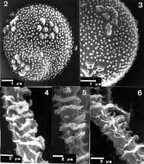 Attēlu rezultāti vaicājumam “Craterium leucocephalum stalked”