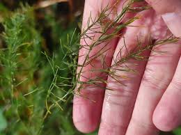 Attēlu rezultāti vaicājumam “Asparagus officinalis leaf”