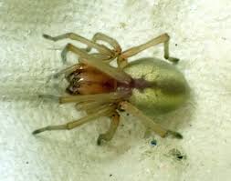 Attēlu rezultāti vaicājumam “Cheiracanthium sp. male”