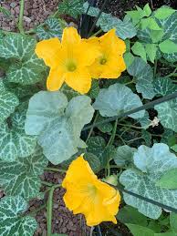 Attēlu rezultāti vaicājumam “Cucurbita pepo leaf”