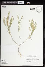 Attēlu rezultāti vaicājumam “Lepidium densiflorum”