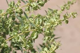 Attēlu rezultāti vaicājumam “Chenopodiaceae”