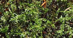 Attēlu rezultāti vaicājumam “Calliergon cordifolium”