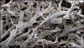 Attēlu rezultāti vaicājumam “Anaptychia ciliaris”