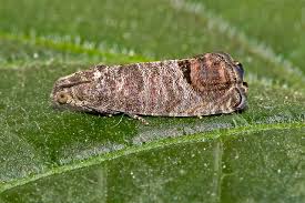 Attēlu rezultāti vaicājumam “Cydia pomonella”