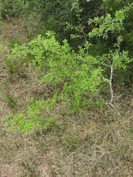 Attēlu rezultāti vaicājumam “Lycogala botrydium sessile”