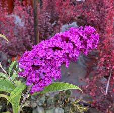 Image result for Buddleja davidii