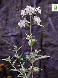 Attēlu rezultāti vaicājumam “Saponaria officinalis flower”