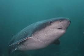 Image result for Notorynchus cepedianus