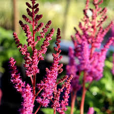 Image result for Astilbe
