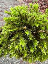 Attēlu rezultāti vaicājumam “Bartramia pomiformis sporophyte”