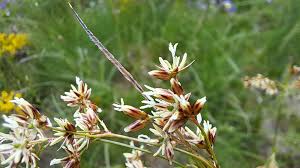Attēlu rezultāti vaicājumam “Luzula luzuloides leaf”