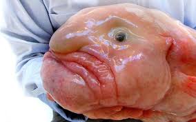 Image result for blobfish