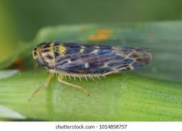 Attēlu rezultāti vaicājumam “Lamprotettix nitidulus”