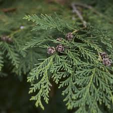 Attēlu rezultāti vaicājumam “Chamaecyparis lawsoniana”