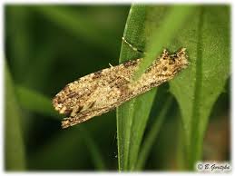 Attēlu rezultāti vaicājumam “Morophaga choragella”