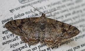 Attēlu rezultāti vaicājumam “Alcis repandata”