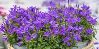 Image result for Glockenblumen