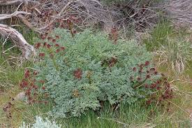 Attēlu rezultāti vaicājumam “Diderma rufostriatum”