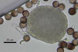 Attēlu rezultāti vaicājumam “Craterium leucocephalum var. scyphoides”