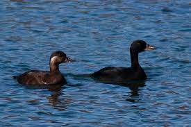 Attēlu rezultāti vaicājumam “Melanitta nigra”