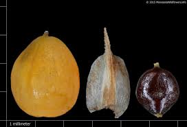 Attēlu rezultāti vaicājumam “Carex digitata fruit”