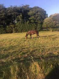 Image result for Dalkeith Park Equestrian Club