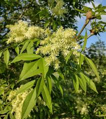 Attēlu rezultāti vaicājumam “Fraxinus excelsior flower”