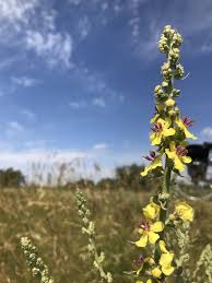 Image result for Verbascum nigrum
