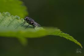 Attēlu rezultāti vaicājumam “Arctophila superbiens”