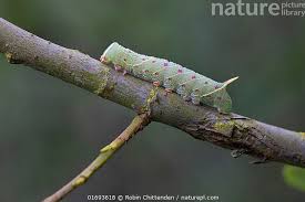 Attēlu rezultāti vaicājumam “Laothoe populi larva”