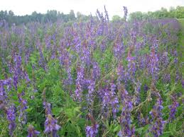 Attēlu rezultāti vaicājumam “Galega orientalis bud”