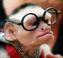 old monkeys