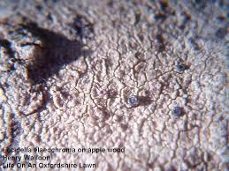 Attēlu rezultāti vaicājumam “Lecidella elaeochroma”