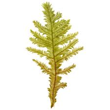 Attēlu rezultāti vaicājumam “Neckera pennata”