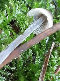 Attēlu rezultāti vaicājumam “Mycena amicta”
