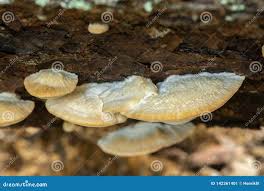 Attēlu rezultāti vaicājumam “Climacocystis borealis”