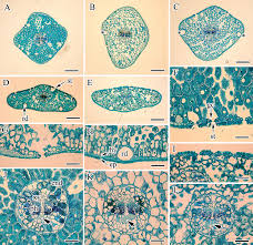 Attēlu rezultāti vaicājumam “Picea abies leaf”
