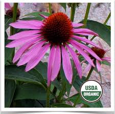 Attēlu rezultāti vaicājumam “Echinacea purpurea flower”