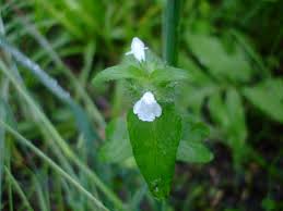 Attēlu rezultāti vaicājumam “Clinopodium vulgare leaf”
