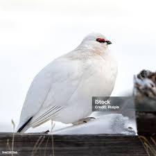 Image result for Lagopus muta