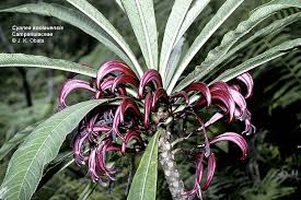 Attēlu rezultāti vaicājumam “Campanulaceae”