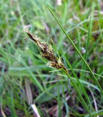 Attēlu rezultāti vaicājumam “Blysmus compressus”