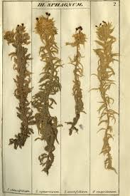 Attēlu rezultāti vaicājumam “Sphagnum centrale”